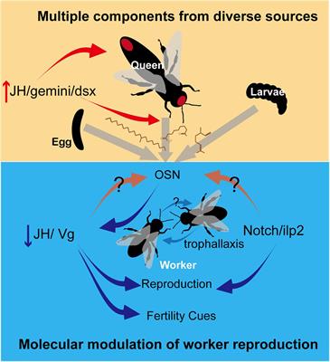 Pheromonal Regulation of the Reproductive Division of Labor in Social Insects